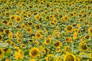 育碧称《刺客信条：影》和《羊蹄山之魂》都能卖得很好